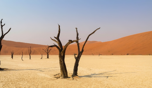 砂漠化とはどのような現象？原因・具体的な取り組みを解説